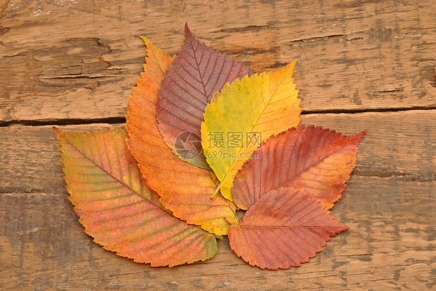 黄色秋天树叶背景图片