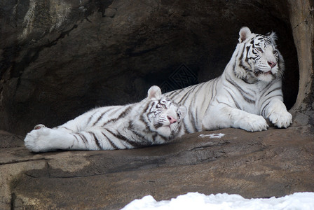 两只白老虎图片