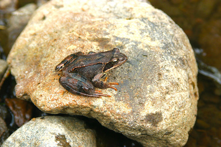 大石头上的青蛙图片