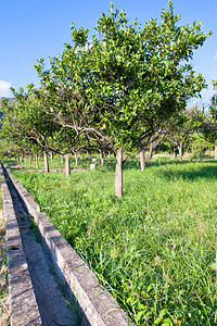 西里的橘园和空荡的灌溉渠图片