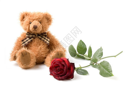 泰迪熊与玫瑰图片