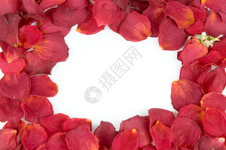 红玫瑰花瓣和图片