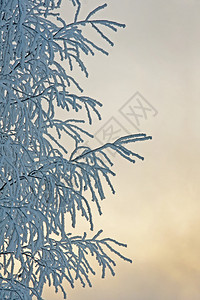 被白霜覆盖的树枝图片