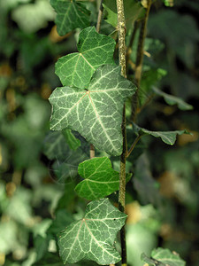 绿色常春藤植物背景图片图片