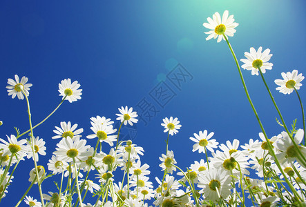 在蓝天背景的白色雏菊图片