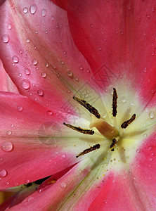 与水滴在花瓣的红色花郁金香图片