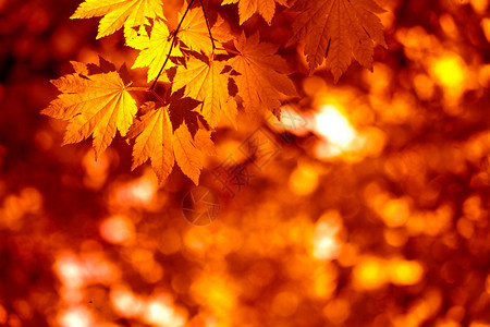 五颜六色的秋天与枫叶图片