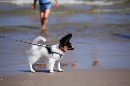 蝴蝶犬在沙滩上散步的蝴蝶犬图片