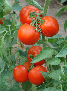 中的西红柿图片