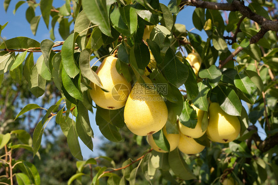 一串新鲜美味的梨挂在树上图片