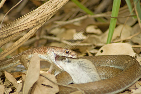 在南非克鲁格公园Letaba营地拍摄老鼠猎物的草蛇Psammophismossam背景图片