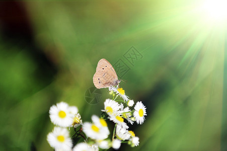 美丽的蝴蝶以白花为食图片