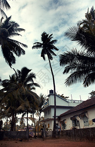 热带地区的小旅馆有棕榈树图片