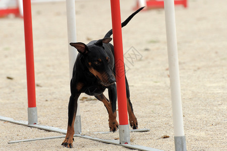 一个纯净的曼彻斯特Terrier快速图片