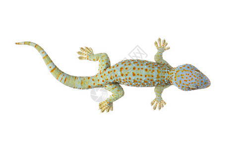 TokayGecko白色背景面前的Gekko图片