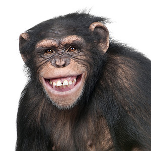 年轻的黑猩SimiaTroglodytes6岁图片