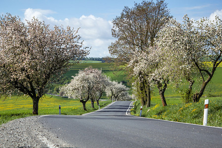 春天的道路樱花盛开图片