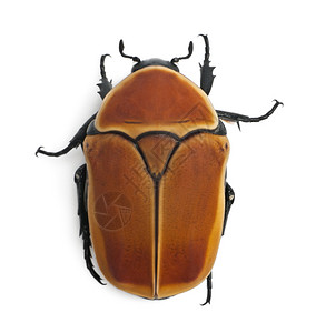 一种甲虫物种图片