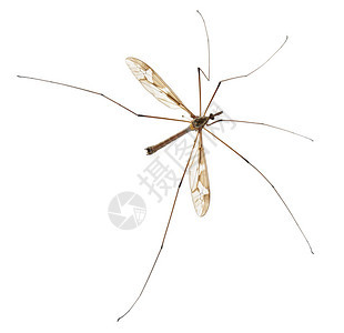 Cranefly或爸的长腿图片