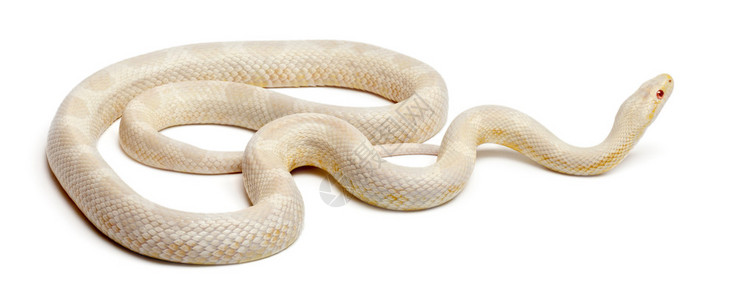 蛇或红鼠蛇潘特罗菲斯直肠背景图片