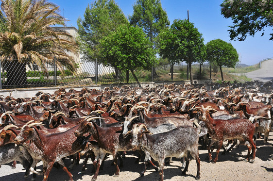 一群山羊在西班牙图片