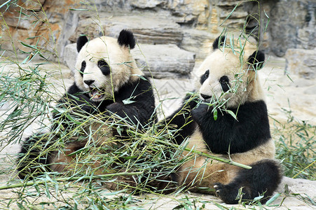 北京动物园的熊猫图片