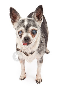 一只18岁的盲瞎吉娃救狗用舌图片