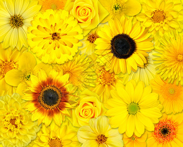 黄色花背景黄色花的选择各种大丽花蒲公英雏菊格柏向日图片