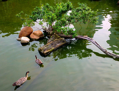 池中的鸭子图片