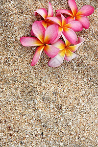 白色沙滩上的粉色Leelawadee花图片