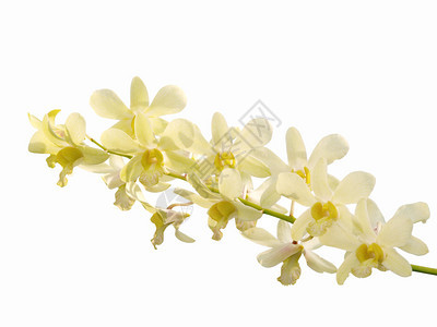 白色背景上的白色石斛兰花背景图片
