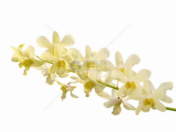 白色背景上的白色石斛兰花图片