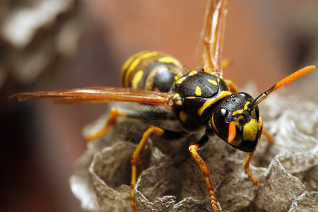 一只黄蜂大黄蜂在巢穴上的实图片素材