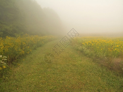 夏末的清晨雾在这条图片