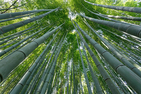 日本京都赤山竹图片