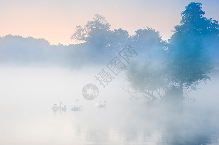 天鹅家族游过雾蒙的秋湖图片