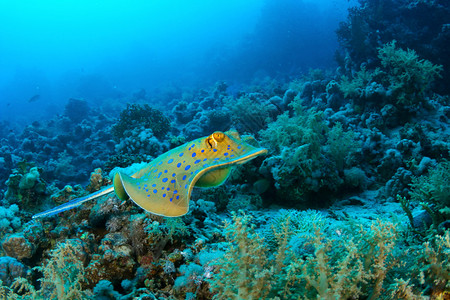 与埃及红海珊瑚礁对抗的蓝斑丝尾线泰图片