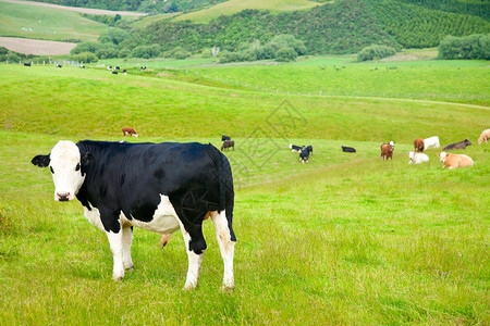 新西兰牧场上的公牛农村高清图片素材