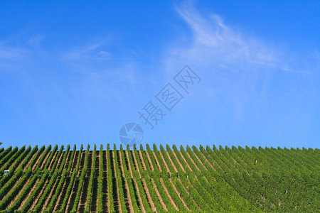 德国弗兰肯的葡萄园谷图片