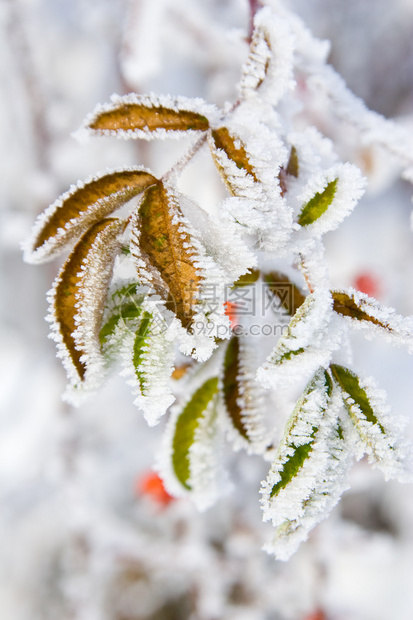 树叶上的霜图片