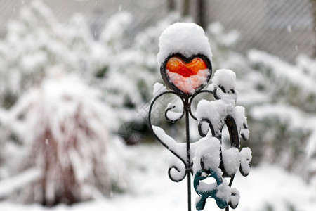 冬季花园下雪时红图片