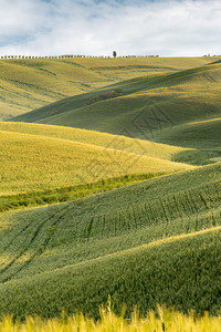 在皮恩扎附近托斯卡纳的格力起伏山丘上的景色图片
