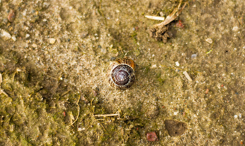 蜗牛壳的图像图片