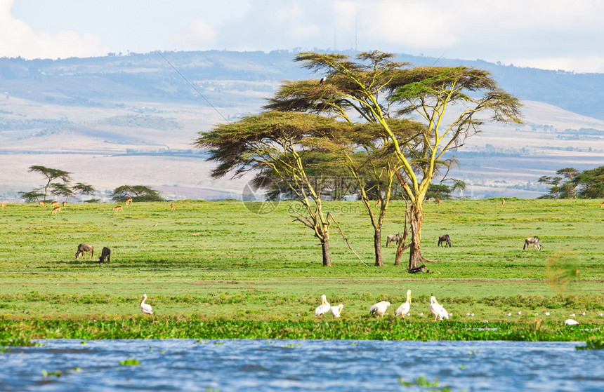 非洲肯尼亚的奈瓦沙湖图片