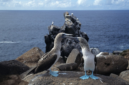 蓝脚乳房加拉帕戈斯群岛e图片