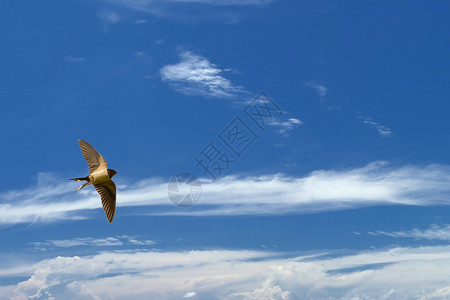 深蓝多云天上的燕子图片