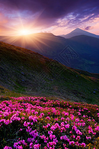 山中春景杜鹃花与夕阳图片