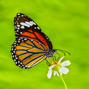 蝴蝶与绿色自然背景图片
