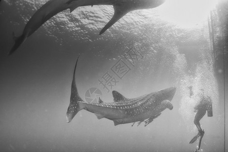 鲸鲨鱼在巴布亚与水下潜图片