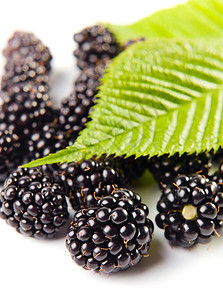 成熟的黑莓在白色背景下被隔离图片
